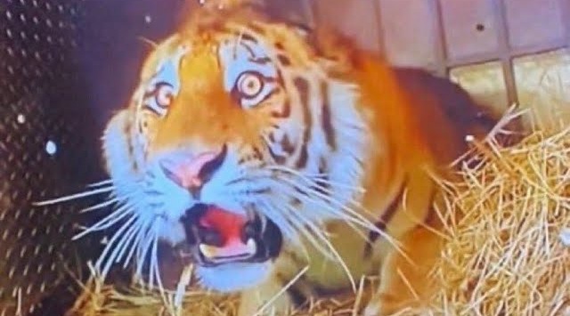 Tigre é solto em jaula de onça-pintuda e reação chama a atenção